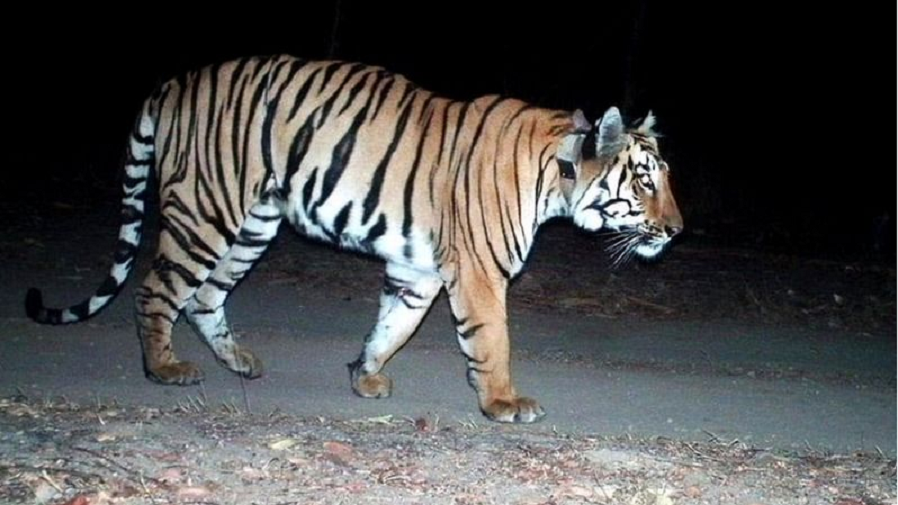 फाइल।